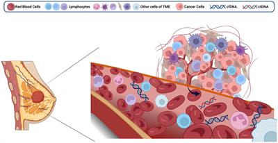 Circulating tumor DNA: from discovery to clinical application in breast cancer